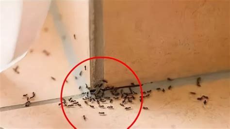 女上 怎麼動 家里有蚂蚁代表什么